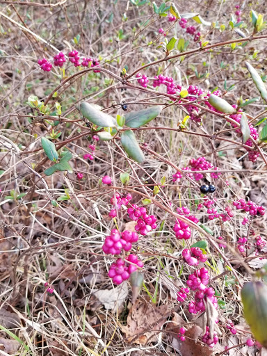 Tourist Attraction «Ozone Falls», reviews and photos, 14563 TN-1, Rockwood, TN 37854, USA