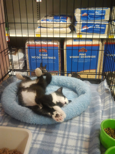 Pet Supply Store «PetSmart», reviews and photos, 300 Water Loop Ln, Collegeville, PA 19426, USA