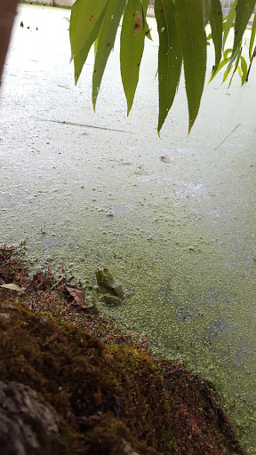 Nature Preserve «Lincoln Marsh», reviews and photos, Harrison Ave & Pierce Ave, Wheaton, IL 60187, USA