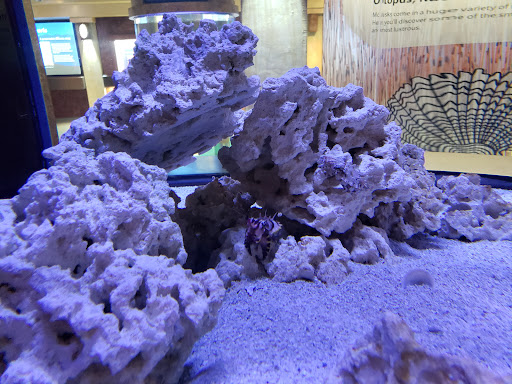 Museum «Bailey-Matthews Shell Museum», reviews and photos, 3075 Sanibel Captiva Rd, Sanibel, FL 33957, USA