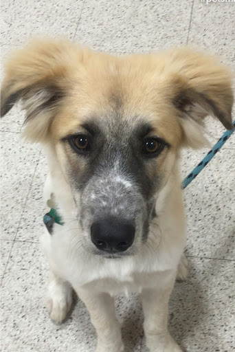 Pet Supply Store «PetSmart», reviews and photos, 1500 NJ-47, Rio Grande, NJ 08242, USA