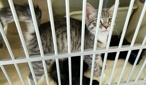 Pet Supply Store «Petco Animal Supplies», reviews and photos, 2277 Ford Pkwy, St Paul, MN 55116, USA