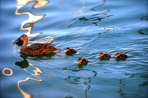 Private Golf Course «Pasadena Yacht & Country Club», reviews and photos, 6300 Pasadena Point Blvd S, Gulfport, FL 33707, USA