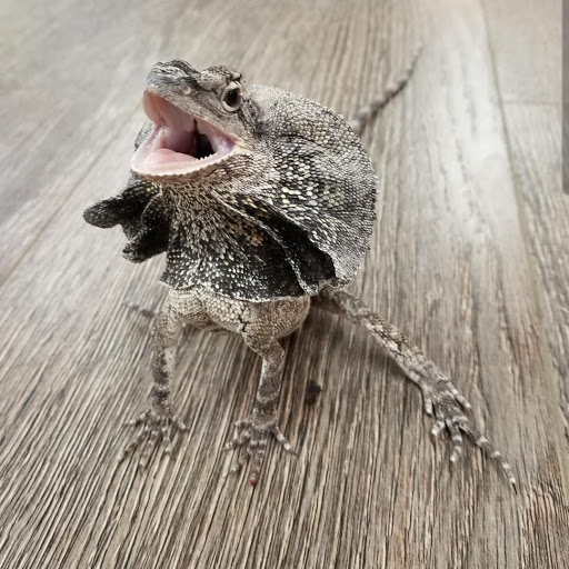 Reptile Store «Paramount Pet Entertainment - Reptile Parties & more!», reviews and photos, 8055 Rosecrans Ave #107, Paramount, CA 90723, USA