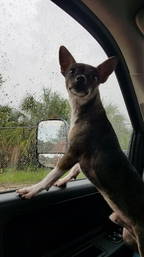 Pet Supply Store «PetSmart», reviews and photos, 3736 SW Archer Rd, Gainesville, FL 32608, USA