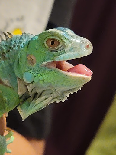 Pet Store «Southside Aquatics», reviews and photos, 2039 Pleasanton Rd, San Antonio, TX 78221, USA