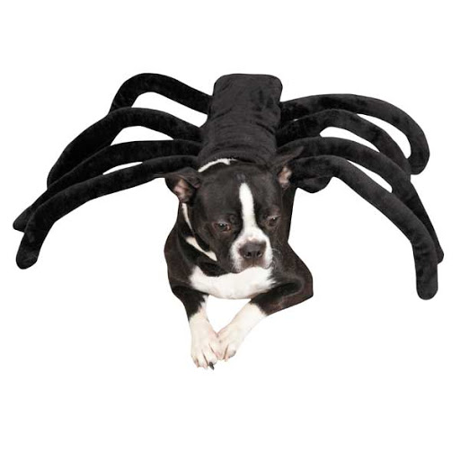 Pet Supply Store «Posh Pet Glamour Boutique», reviews and photos, 19 N Riverside Ave, Terryville, CT 06786, USA