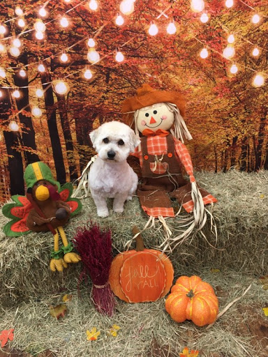 Pet Groomer «Woof Gang Bakery & Grooming, The Villages», reviews and photos, 3682 Meggison Rd, The Villages, FL 32163, USA