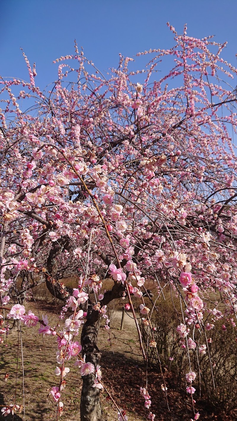 平芝公園 梅まつり