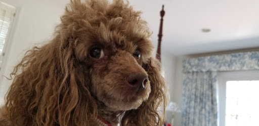 Pet Supply Store «The Pet Store Next Door», reviews and photos, 687 Glen Cove Rd, Glen Head, NY 11545, USA