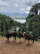 Horse riding schools Phuket