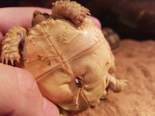 Pet Store «Pet Land», reviews and photos, 1450 Fort Campbell Blvd, Clarksville, TN 37042, USA