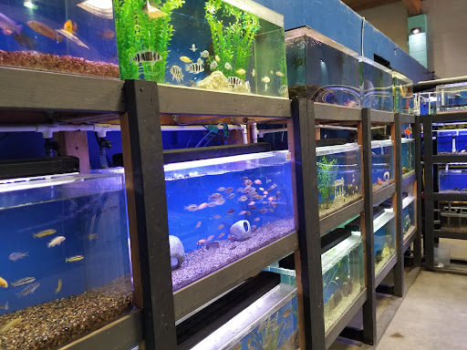 Tropical Fish Store «The Ultimate Aquarium», reviews and photos, 828 Lighthouse Ave, Monterey, CA 93940, USA