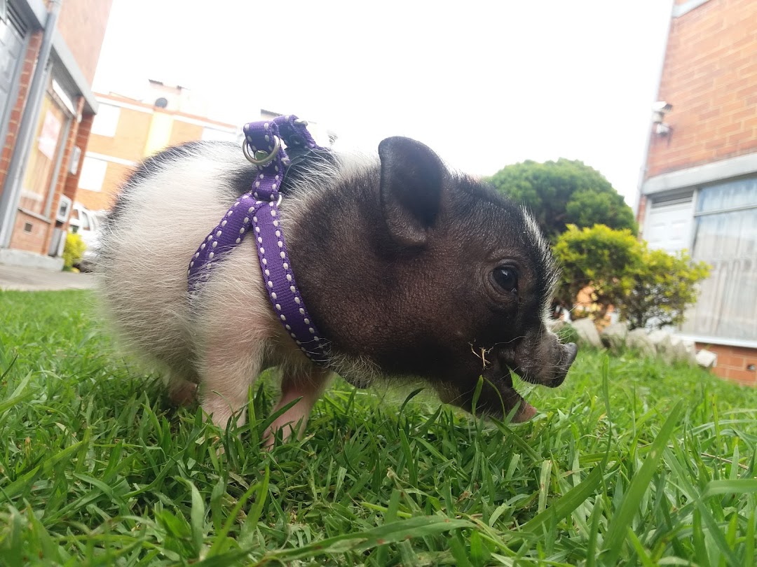 Granja Belierr Ecoamigable