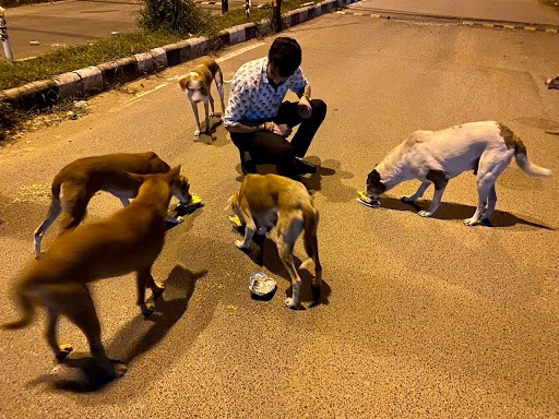 Shops to buy dogs in Jaipur