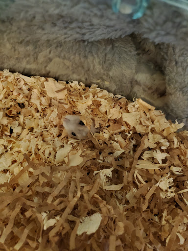 Pet Store «Affordable Pet Center», reviews and photos, 2022 Main St, Northampton, PA 18067, USA