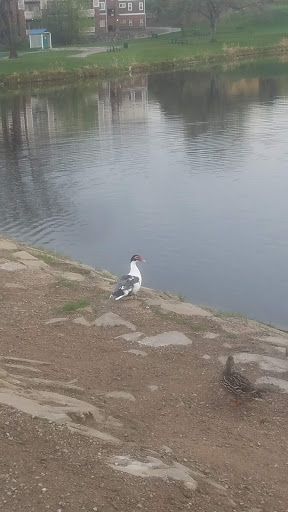 Park «Bell Roth Park», reviews and photos, Milky Way, Thornton, CO 80260, USA