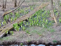 水芭蕉自生地