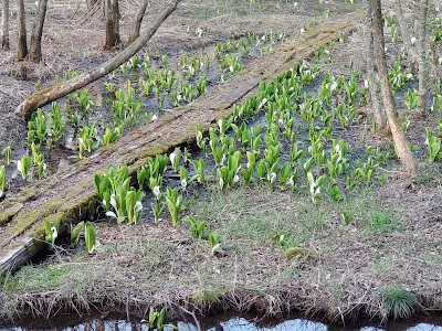 水芭蕉自生地