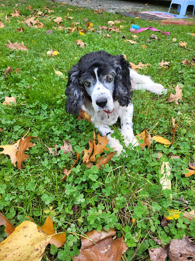 Desoto Veterinary Services image