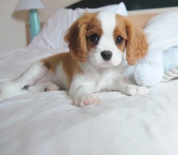 Shopping Mall «Church Lane Shopping Center», reviews and photos, 9930 York Rd, Cockeysville, MD 21030, USA