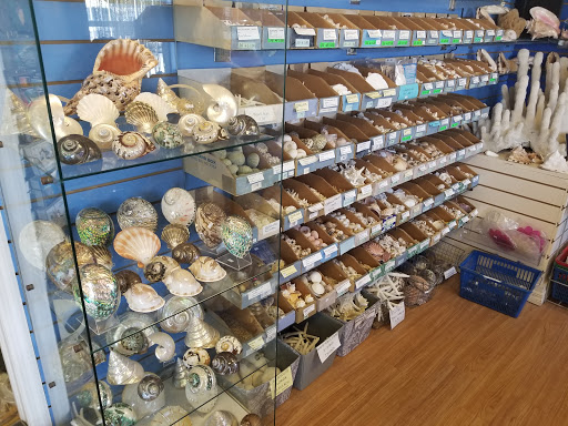 Gift Shop «The Shell Store», reviews and photos, 8211 Ulmerton Rd, Largo, FL 33771, USA