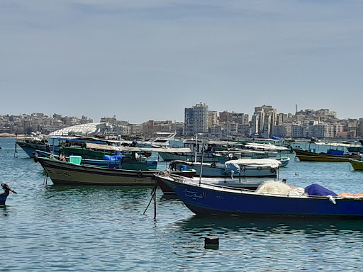 اسماك الانفوشى 