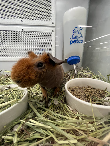 Pet Supply Store «Petco Animal Supplies», reviews and photos, 710 W 66th St, Richfield, MN 55423, USA