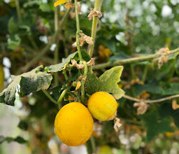 Caserol Santa Tere photo