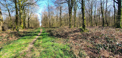 Forêt de Loudéac - Prince du Procureur à La Motte