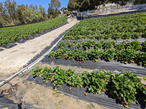 Pick your own farm produce Carlsbad