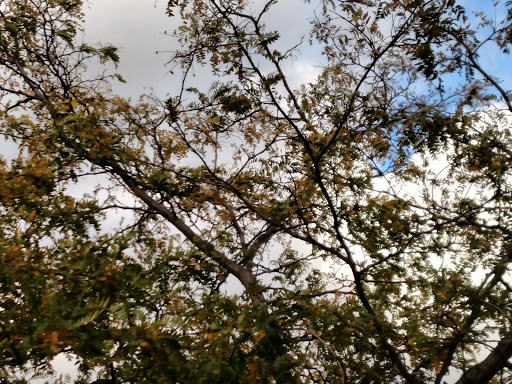 Golf Course «Brighton Park Golf Course», reviews and photos, 70 Brompton Rd, Tonawanda, NY 14150, USA