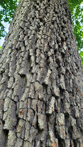 Historical Landmark «Montgomery Place Historic Estate», reviews and photos, 26 Gardener Way, Red Hook, NY 12571, USA