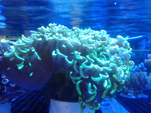 Pet Supply Store «Pet Supreme», reviews and photos, 12823 Foothill Blvd, Sylmar, CA 91342, USA