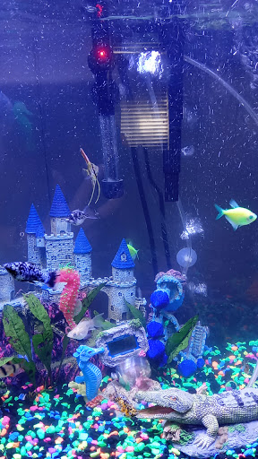 Pet Store «Southside Aquatics», reviews and photos, 2039 Pleasanton Rd, San Antonio, TX 78221, USA