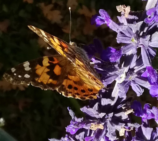 Museum «Miramont Castle Museum», reviews and photos, 9 Capitol Hill Ave, Manitou Springs, CO 80829, USA