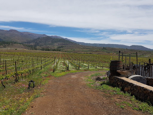 Altos de Trevejos - viñedos en Vilaflor