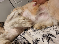 PetSmart - Photo 6 - Car repair in Lancaster, PA, Lancaster