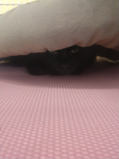 Pet Supply Store «PetSmart», reviews and photos, 9122 Mentor Ave, Mentor, OH 44060, USA