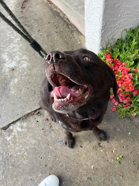 Cassandra's Personal Pet Care - Photo 6 - Car repair in , San Diego