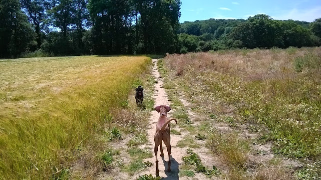 Happy Dogs Training and Walking