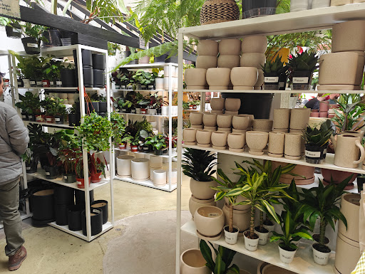 Paraso Plant Studio image