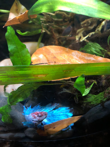 Pet Supply Store «Petco Animal Supplies», reviews and photos, 2421 Cranberry Hwy #206, Wareham, MA 02571, USA