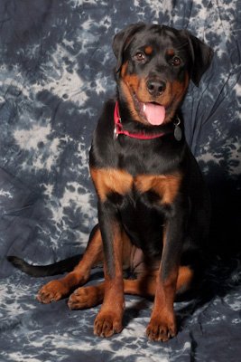 Pet Supply Store «Pet Supply Outlet», reviews and photos, 150 Spaulding Tpke, Portsmouth, NH 03801, USA