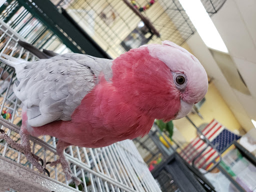 Pet Store «Louis Birds Pets & Supplies», reviews and photos, 80 Keyes St, San Jose, CA 95122, USA