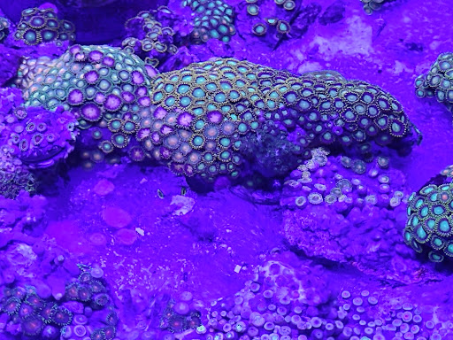 Pet Supply Store «House of Pets Inc», reviews and photos, 29500 Ford Rd, Garden City, MI 48135, USA