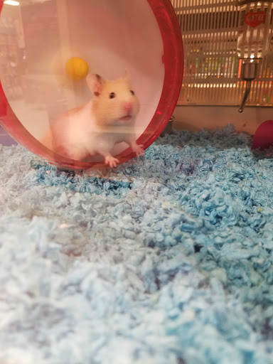 Pet Supply Store «PetSmart», reviews and photos, 5013 S Cleveland Ave, Fort Myers, FL 33907, USA