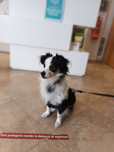 Clínica Veterinaria Menescal en Picassent