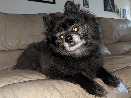 Pet Supply Store «Petco Animal Supplies», reviews and photos, 35 Waite Ave N, Waite Park, MN 56387, USA