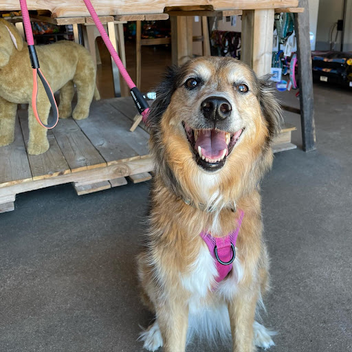 Pet Store «Shop Dog Boutique», reviews and photos, 5015 S Western Ave, Sioux Falls, SD 57108, USA